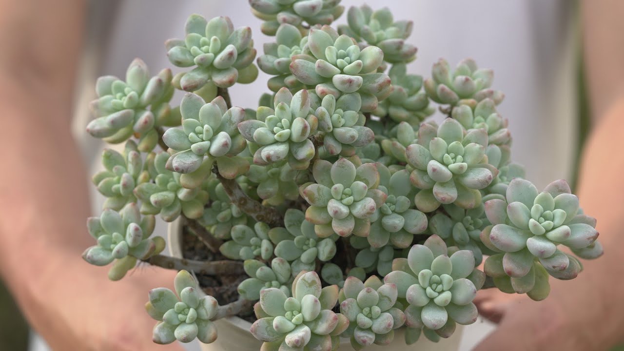 602 [The more you cut it, the more it grows] Cute things are