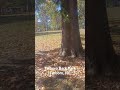 #reflectdogs