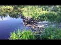 Part 2: Breaking up beaver dams with log loader