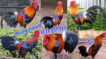 qaib dib f2 f3 noob qaib dib tuaj zoo heev nyiam noog tau txaum qaib qus