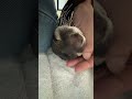 Belle’s Sweet Little Voice While Getting Cuddles