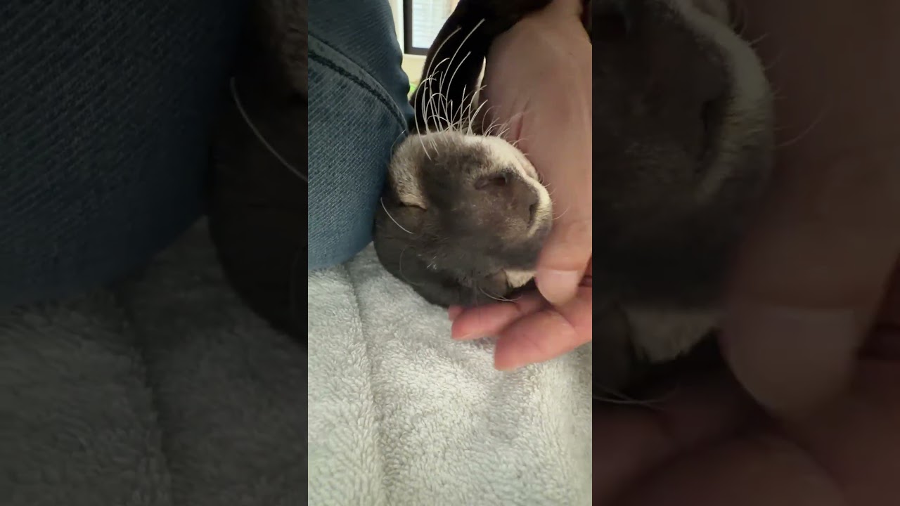 Belle’s Sweet Little Voice While Getting Cuddles