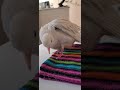 Cleaning dove