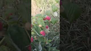 Урожайный и вкусный сорт ремонтантной малины Мапема#shorts