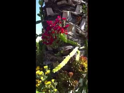 my garden on a palm tree