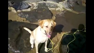 Crazy Puppy playing fetch and swimming!