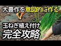 トラブル全回避】失敗しない！植え付けから初期管理までを40分でマスターするプロの裏技玉ねぎ植え付け完全攻略