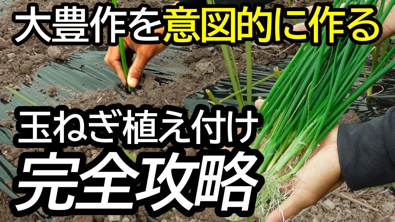 トラブル全回避】失敗しない！植え付けから初期管理までを40分でマスターするプロの裏技玉ねぎ植え付け完全攻略