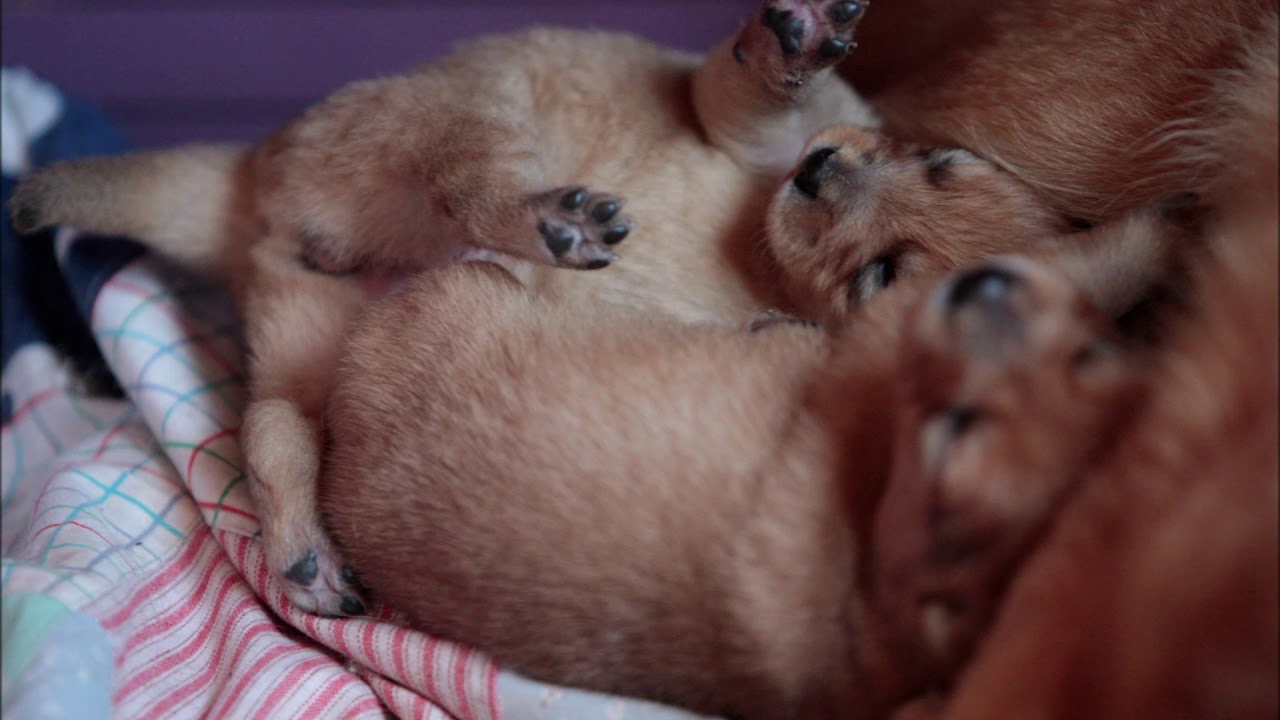 Terkkuja pentulaatikosta osa2