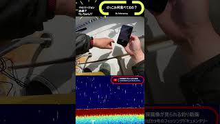 のっこみ何食べてるの？ #タイラバ #高松沖#のっこみ