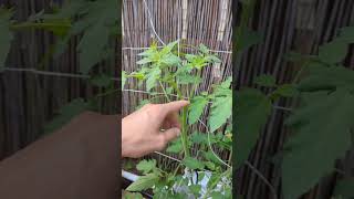 Овощи на гидропонике. Пасынкование томатов #гидропоника #hydroponicgarden #gardening #hydroponics