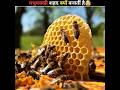 Why do Bees make Honey? #shorts #facts