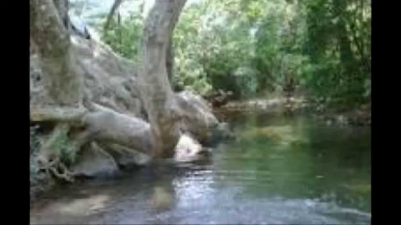 SONES Y JARABES REGIONALES  1