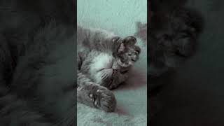 Thiss Adorable Little Cat Sleeping and Stretching Will Melt Your Heart!#shorts #shortvideo #short