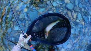 картинка: 534. 9 октября 2025 г. — Two Creeks в Северном Айдахо (рыбалка нахлыстом тенкара)