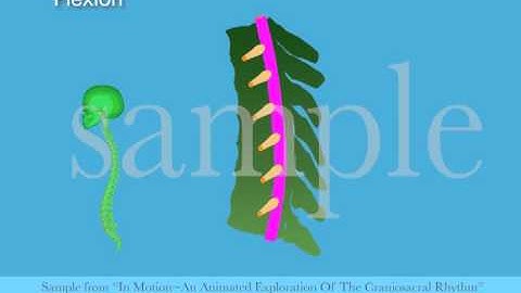 Dural Tube and Spinal Column Section CSR Motion by Tad Wanveer