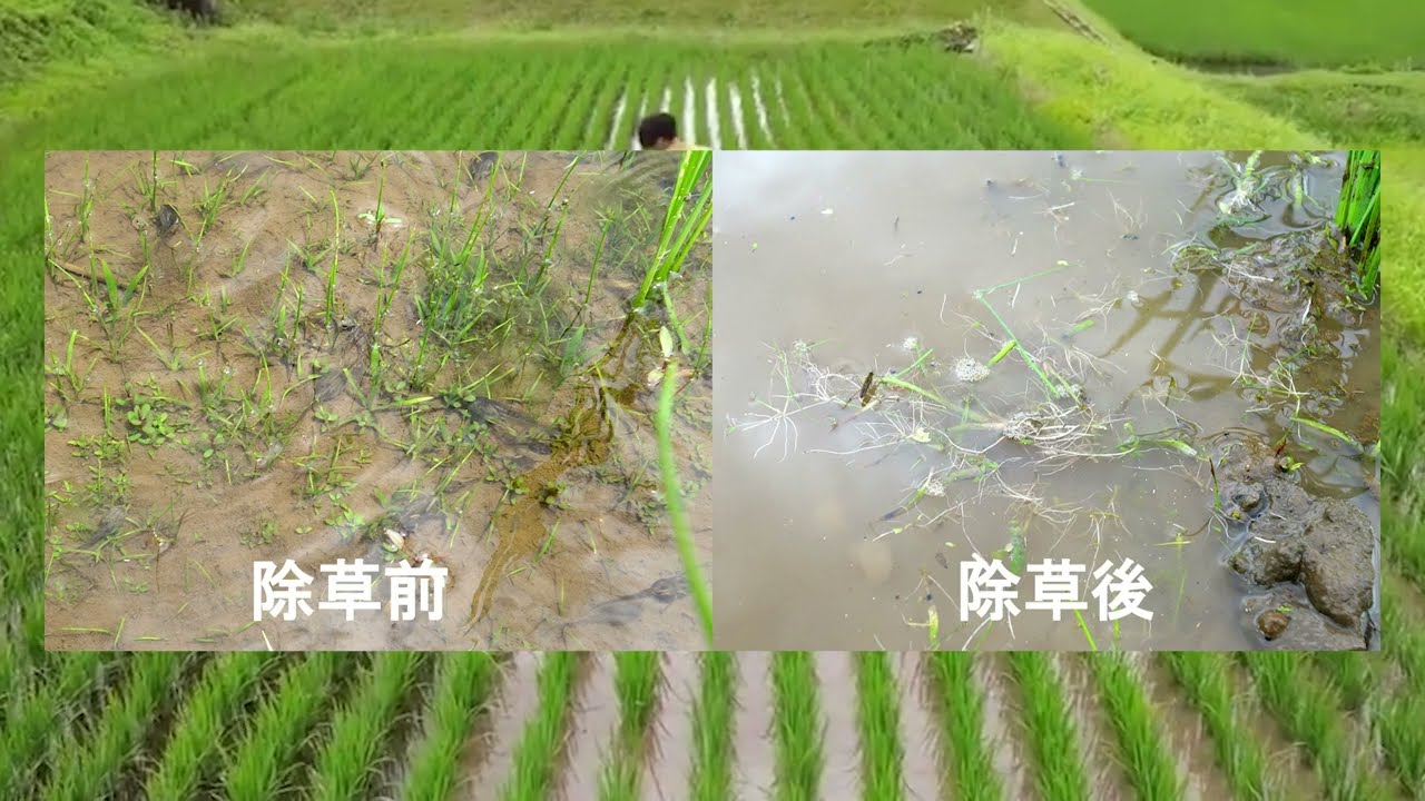 水田除草機/田植機用あめんぼ号SPWのご紹介 - YouTube
