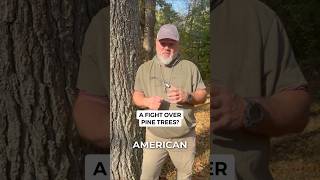 The Pine Tree Riot of 1772: Why Britain Claimed American Pines