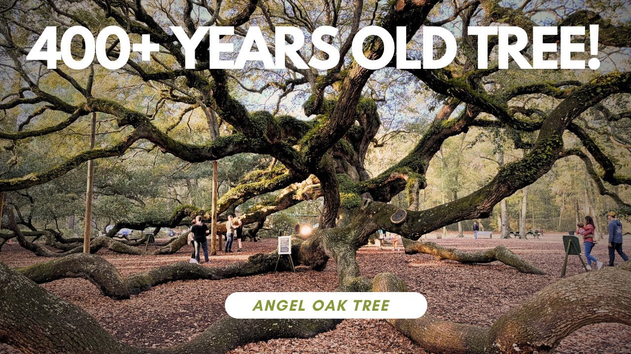 Oldest Tree in South Carolina | 400+ Years Old Angel Oak Tree