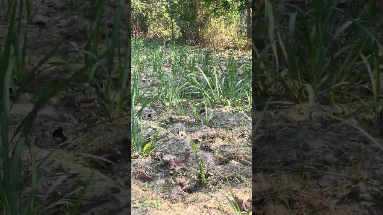 คือหยังจ้า #กินเป็นบ่