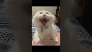 https://www.reddit.com/r/aww/comments/12u17f8/cat_or_vampire_oc/?utm #viral #cat _