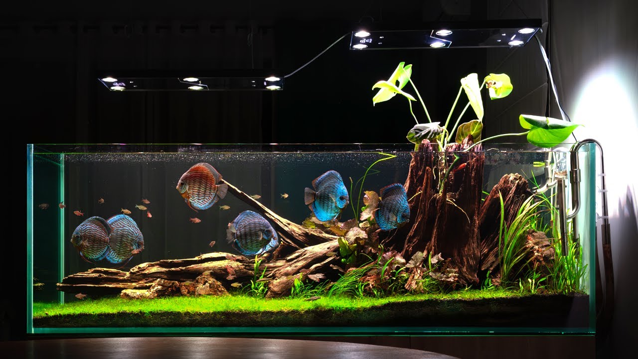 DYSKOWCE W AKWARIUM ROŚLINNYM?! CZY TO MA PRAWO SIĘ UDAĆ?