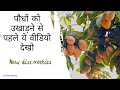 क्या आपके पोधें भी फल नहीं दे रहे है? 🤔😢 Sapota Farming (Chiku), Planting, Care, Harvesting #jhn