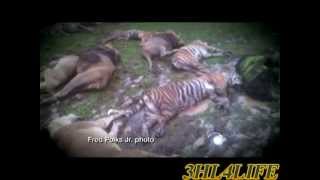 3 Hour Lunch - Dangerous Animals Part 1 (10-19-11)