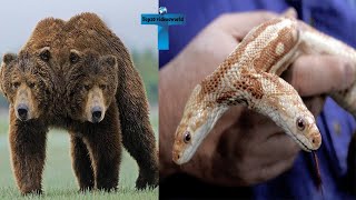 Top 11 Weird And Rare Two-Headed Animals - Real Mutant Species