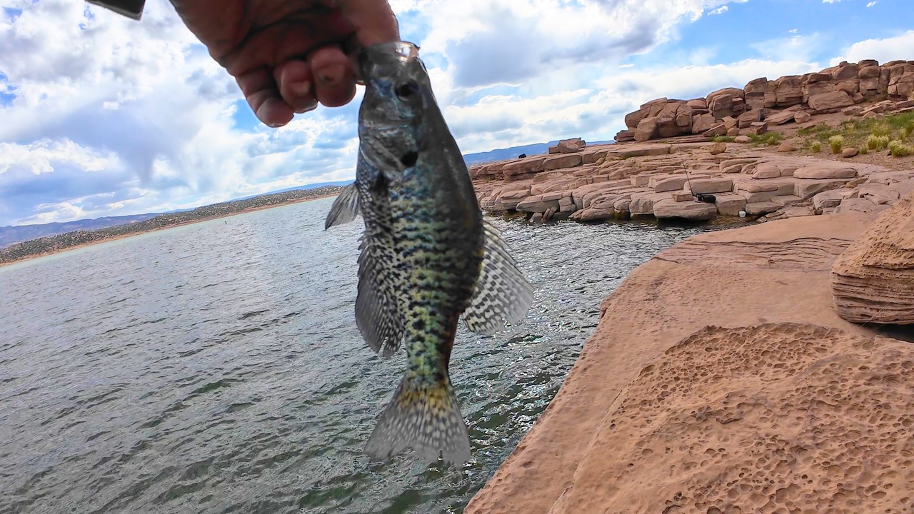 I Finally Caught Crappie at Abiquiu Lake! | New Mexico Crappie Fishing