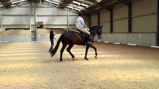 Flatwork lesson