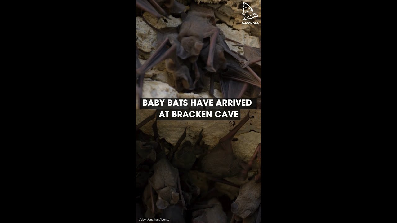Baby Bats
