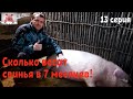 Сколько весит свинья в 7 месяцев!Покрытие Маруси . Контрольные взвешивание дюрков.