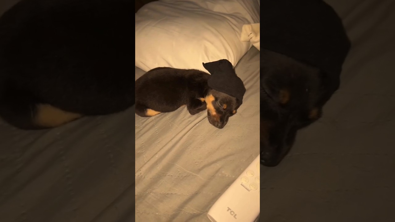 "A cute cuddle is fighting sleep."❣️