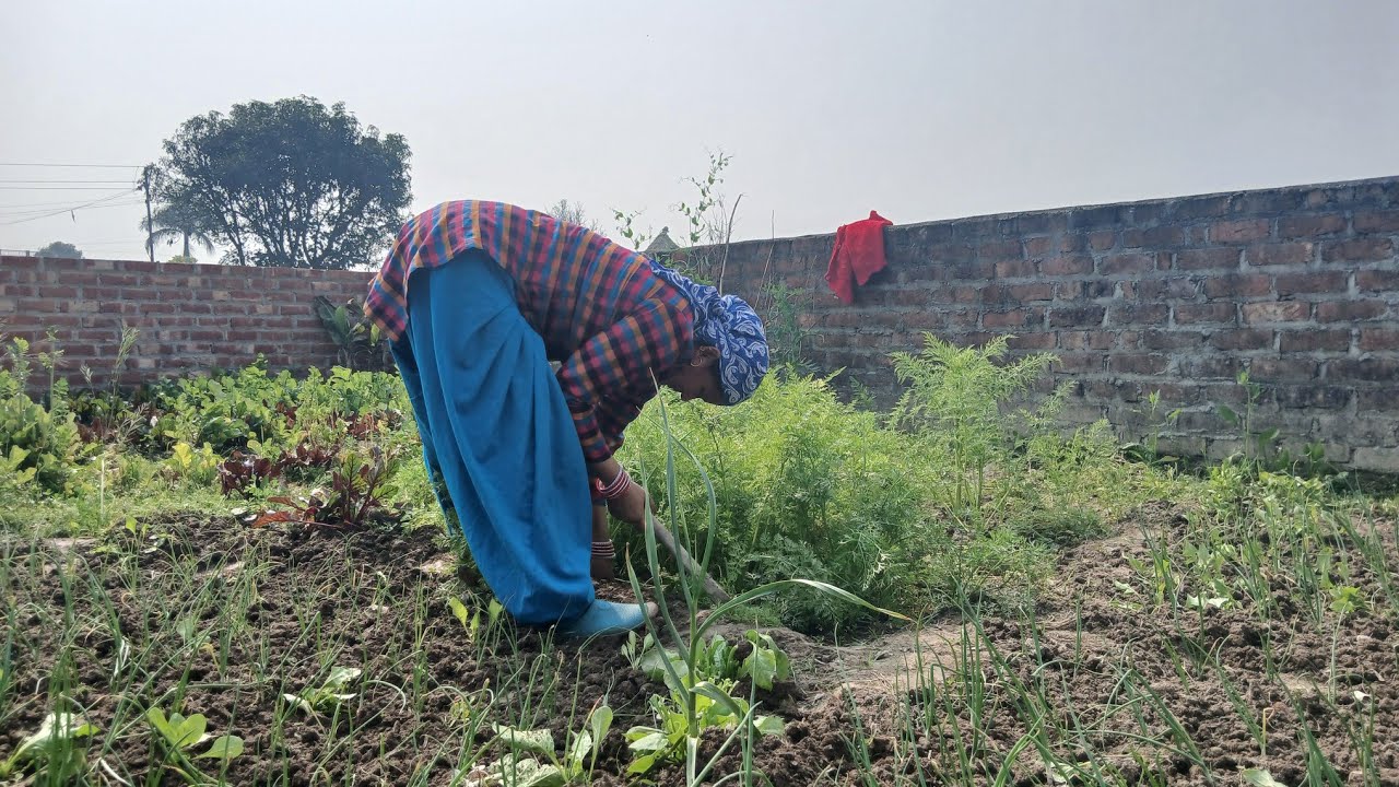 Aaj khet me pyaj ki gudai kri ll Rukma Devi Vlog 