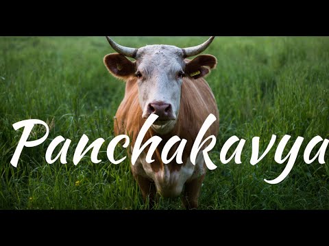 A Study of Biochemical Constituents of Panchakavya