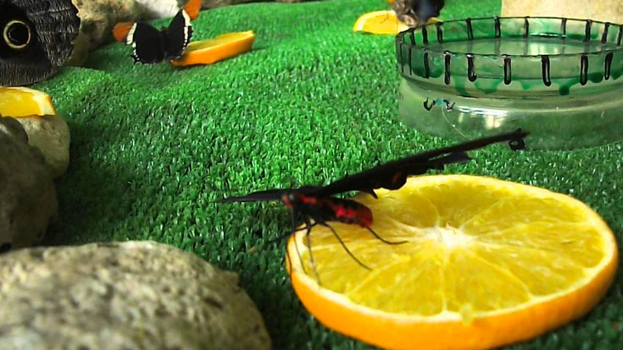 Butterfly drinks an orange juice (part1) YouTube