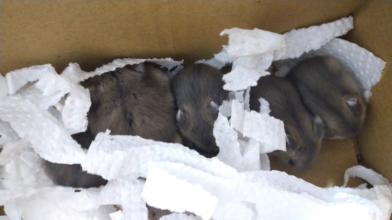 鼠媽可麗露與寶寶 （要整理他們的家，所以先放箱子裡，有六隻寶寶！）