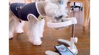 高さが調節できる!!フードボールスタンド