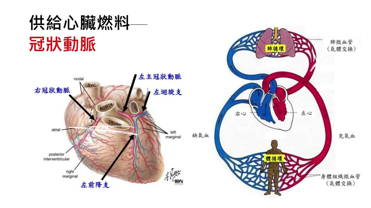 Love Biome Japanese | Love Biome Product | Next Detox | Next Balance | PhytoPower