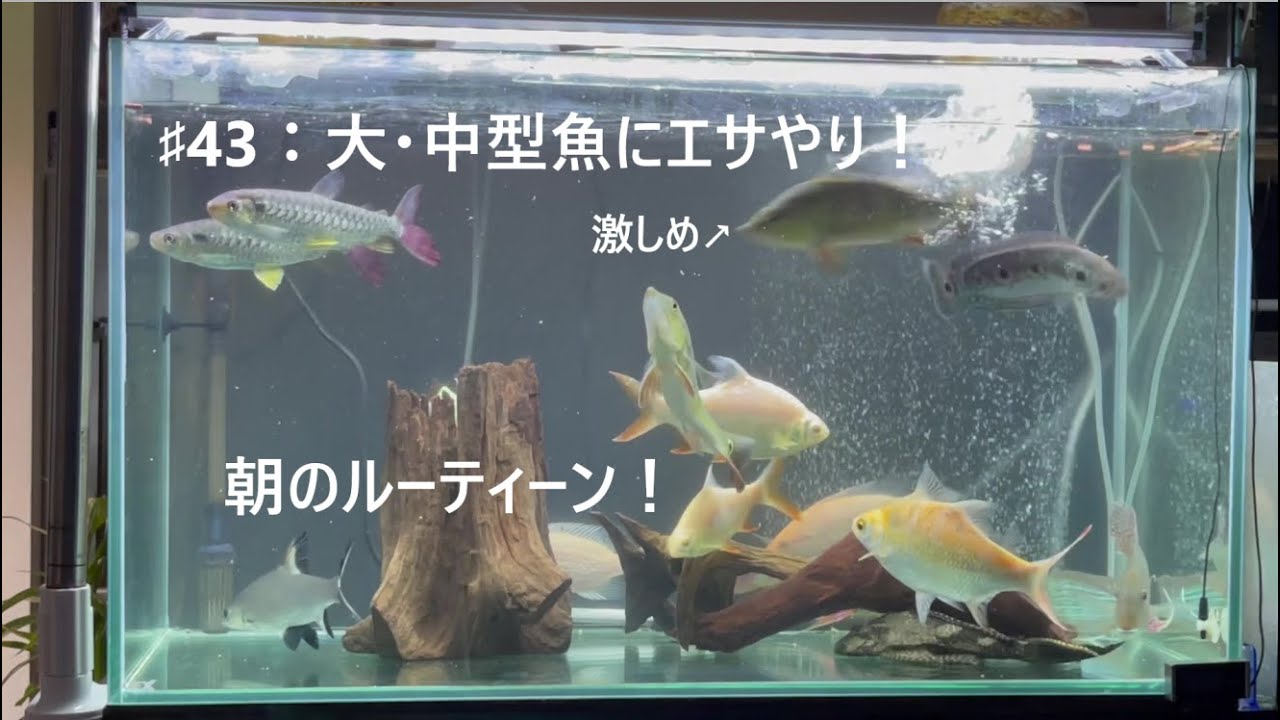 #43：大・中型魚にエサやり！