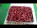 AMD Deep AI Sorting Machine for Chili/Pepper Solution