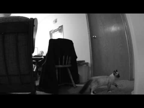 Amy Playing With Bird Toy - Amy Playing With Bird Toy