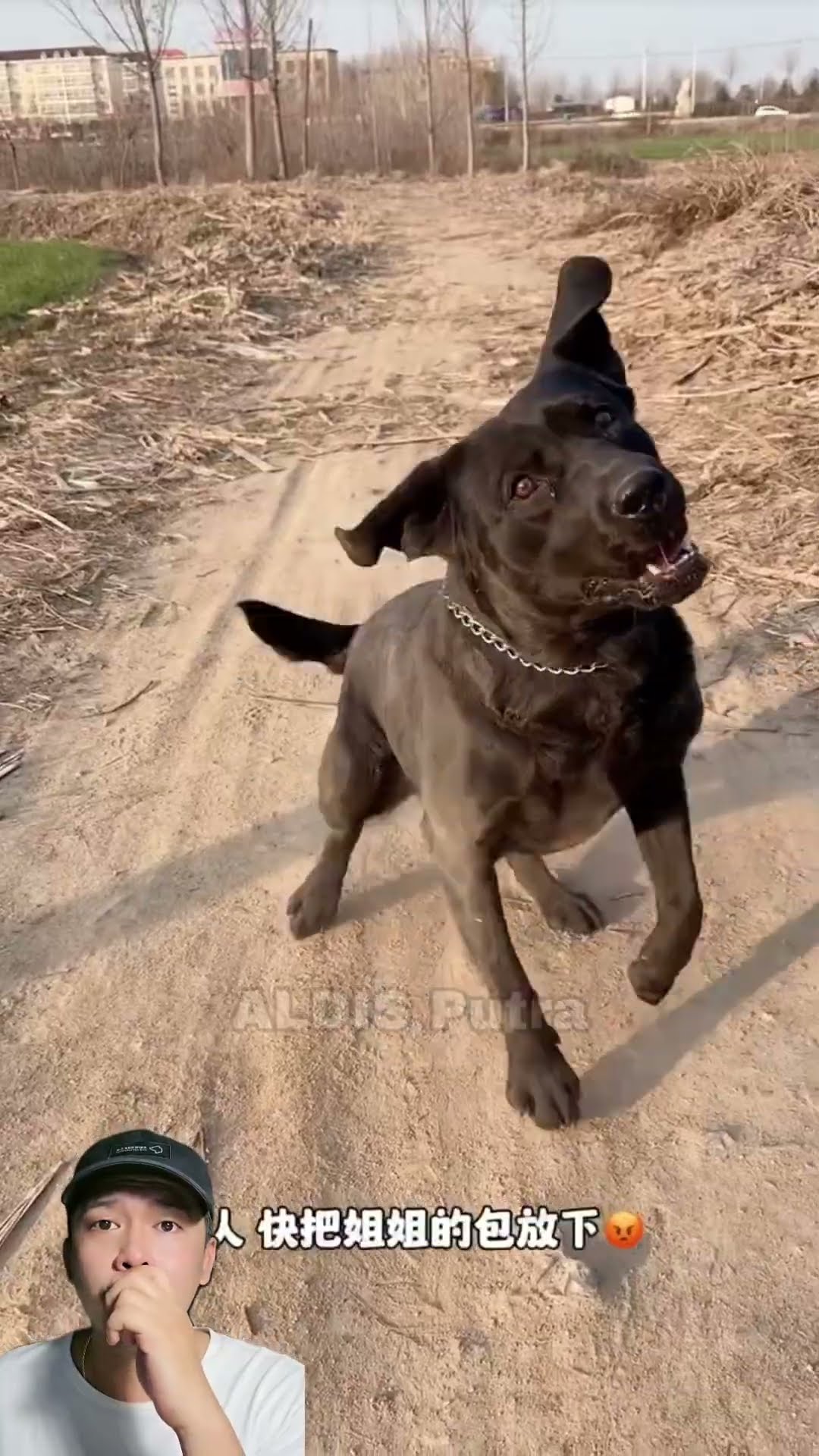 ANJING BAIK HATI SUKA MENOLONG ? #dubbing #funny #shorts