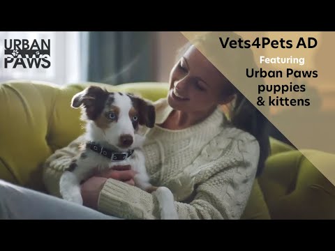 Vets4Pets TV featuring Urban Paws Puppies & Kittens