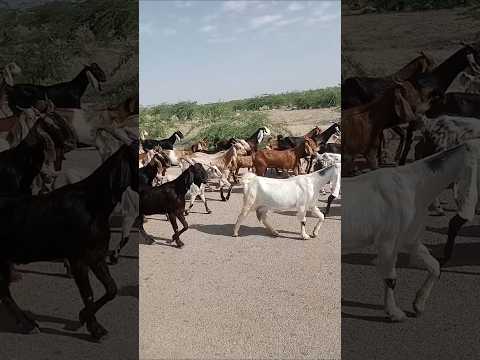 انظروا كيف تسير الماعز والراعي قادم من الخلف يأخذ الماعز ويذهب ليأكل العشب