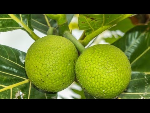 Vídeo: Problemas de pragas da fruta-pão - Aprenda sobre as pragas comuns da fruta-pão