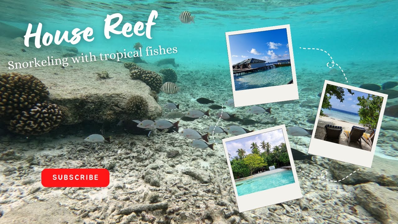 Travelogue EP 4 - House reef,  Embudu Village Resort 