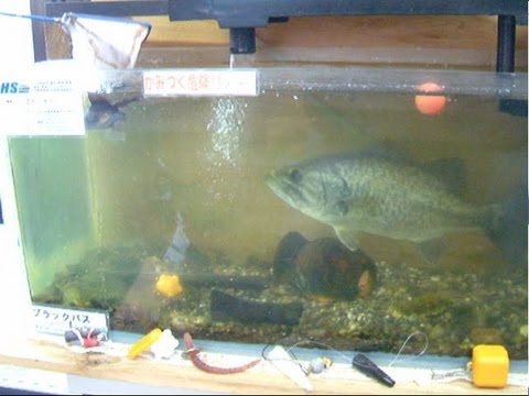 ブラックバスが黒い出目金魚を捕食 飲み込む様子 Youtube