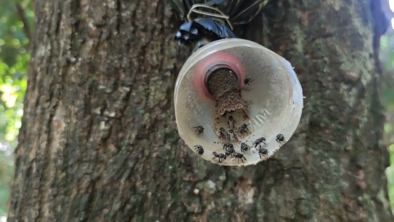 Conferência na mata das SCAPTOTRIGONAS 🐝